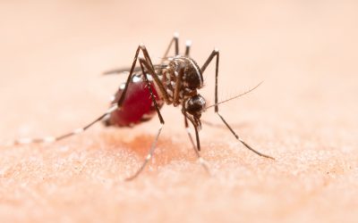 Mesures de prévention contre le paludisme